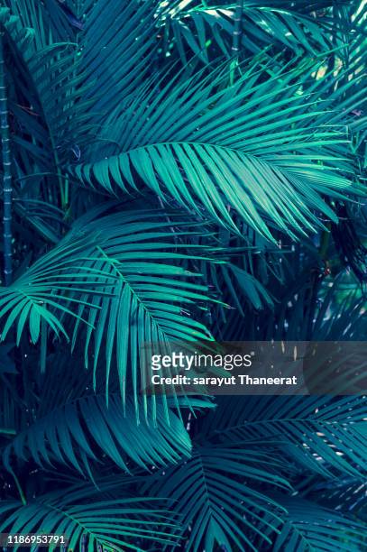 leaves abstract palm tropical leaves colorful flower on dark tropical foliage nature background dark blue foliage nature - coconut white background stock-fotos und bilder