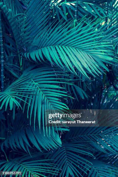 leaves abstract palm tropical leaves colorful flower on dark tropical foliage nature background dark blue foliage nature - coconut white background stockfoto's en -beelden