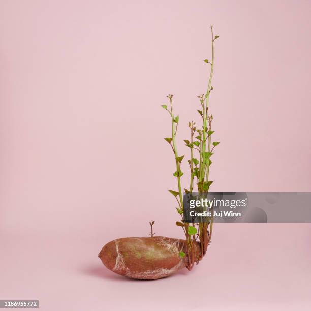 sprouting sweet potato - ikebana stock pictures, royalty-free photos & images