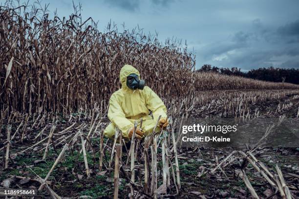 corn field devastated by drought - climate scientist stock pictures, royalty-free photos & images