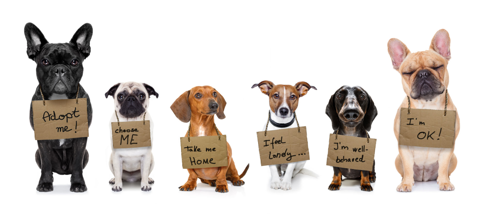 dog adoption paperwork