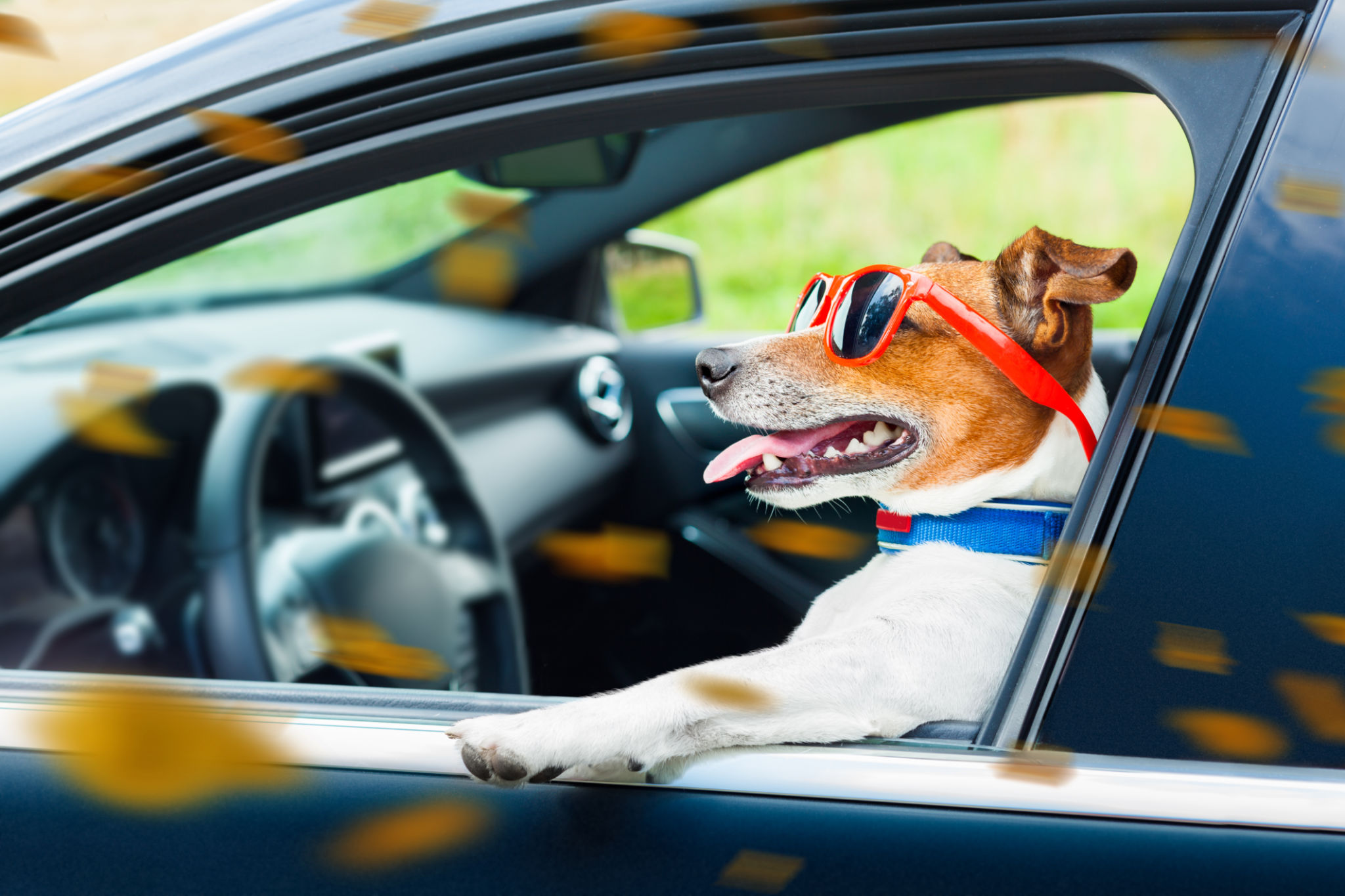 pet license