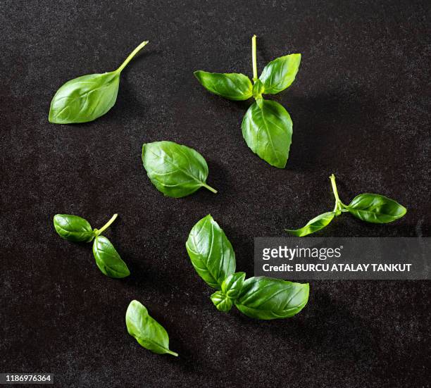 basil leaves - basil stock pictures, royalty-free photos & images