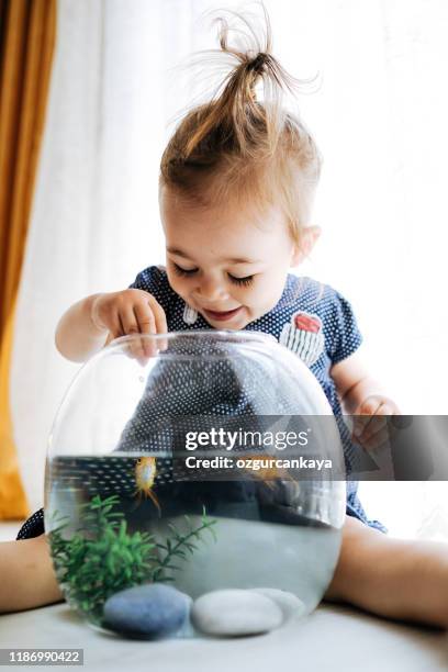 cute child is feeding his goldfish - fish aquarium home stock pictures, royalty-free photos & images