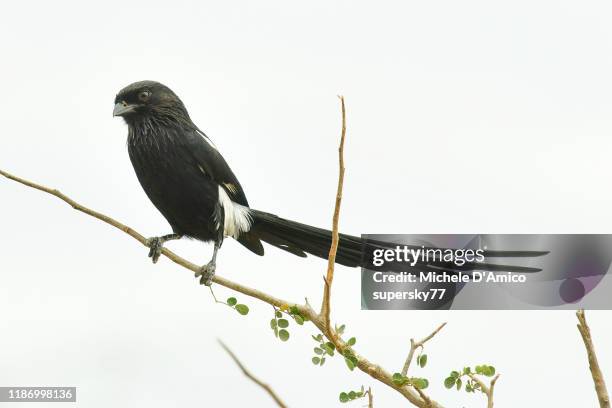 magpie shrike (urolestes melanoleucus) on a branch - magpie shrike stock pictures, royalty-free photos & images