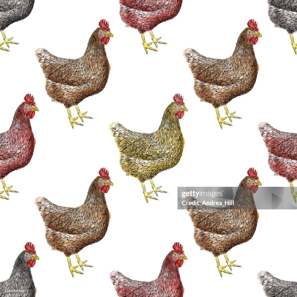 Chickens Seamless Pattern Vector Illustration In Watercolor And Ink ...