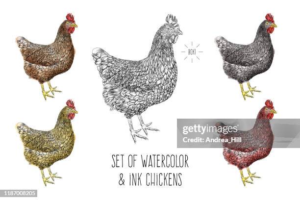 stockillustraties, clipart, cartoons en iconen met set kippen vector illustratie in aquarel en inkt - chicken drawing