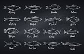 Set vector fish