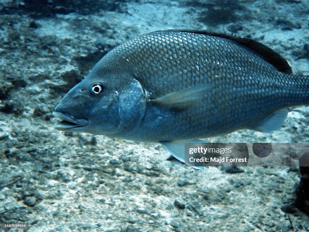 Bermuda chub (Kyphosus sectatrix), Grand Cayman, Caribbean Sea