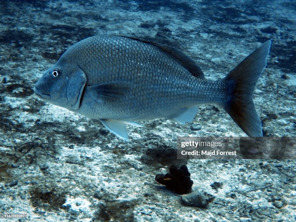 Bermuda chub (Kyphosus sectatrix), Grand Cayman, Caribbean Sea