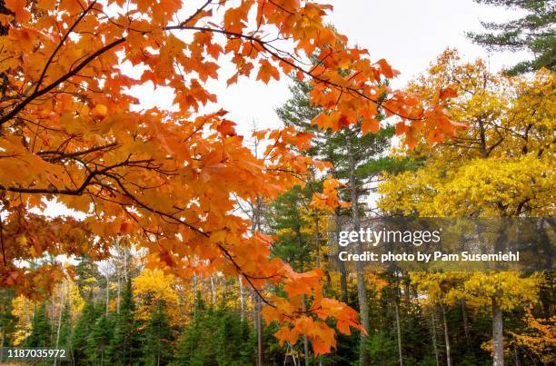 Sapling Branch Maple Sapling Photos and Premium High Res Pictures - Getty Images
