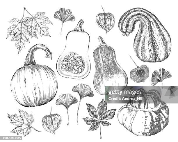 vector ink drawing of fall pumpkins, squash, leaves, vines and more - gourd tree stock illustrations