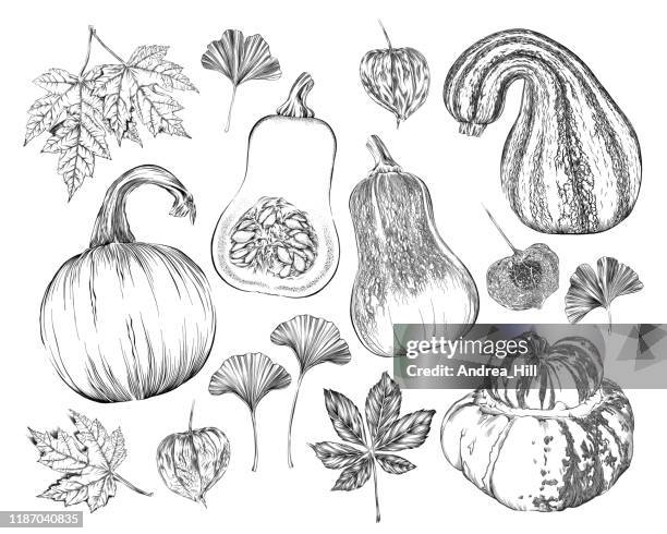 vector ink drawing of fall pumpkins, squash, leaves, vines and more - butternut stock illustrations