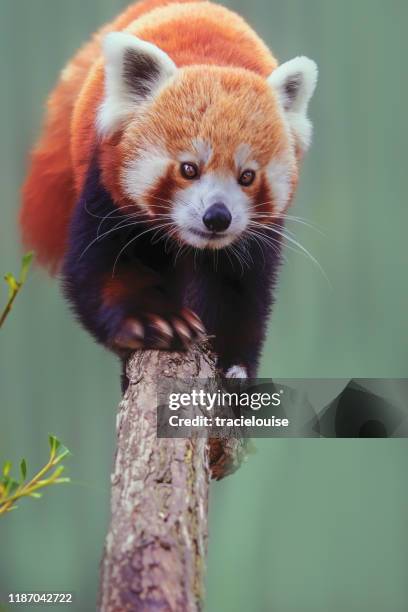 red panda (ailurus fulgens) - red panda stock pictures, royalty-free photos & images