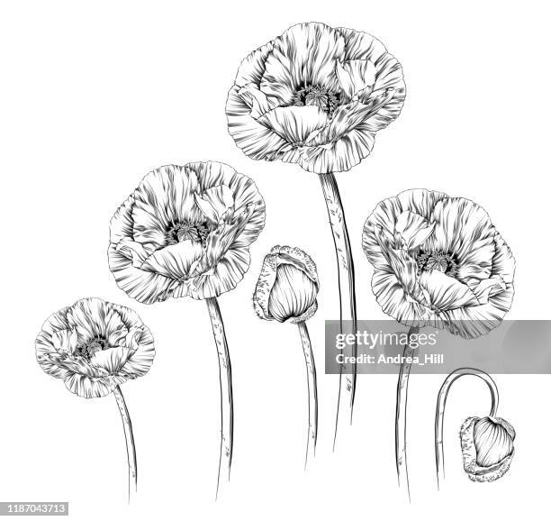 罌粟集墨蹟草圖向量插圖 - oriental poppy 幅插畫檔、美工圖案、卡通及圖標