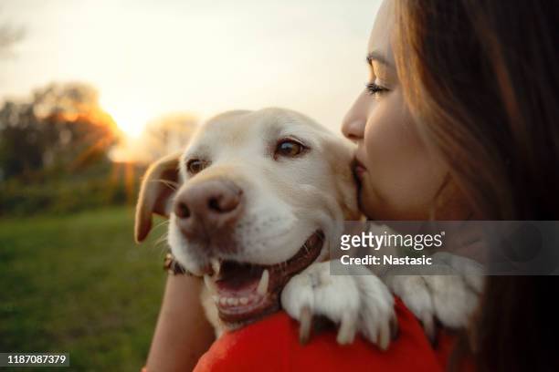my beloved labrador dog - labrador retriever stock pictures, royalty-free photos & images