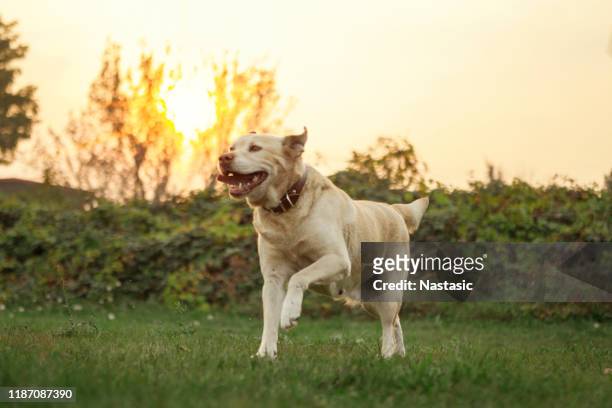cão de labrador em um campo de jogos - labrador retriever - fotografias e filmes do acervo
