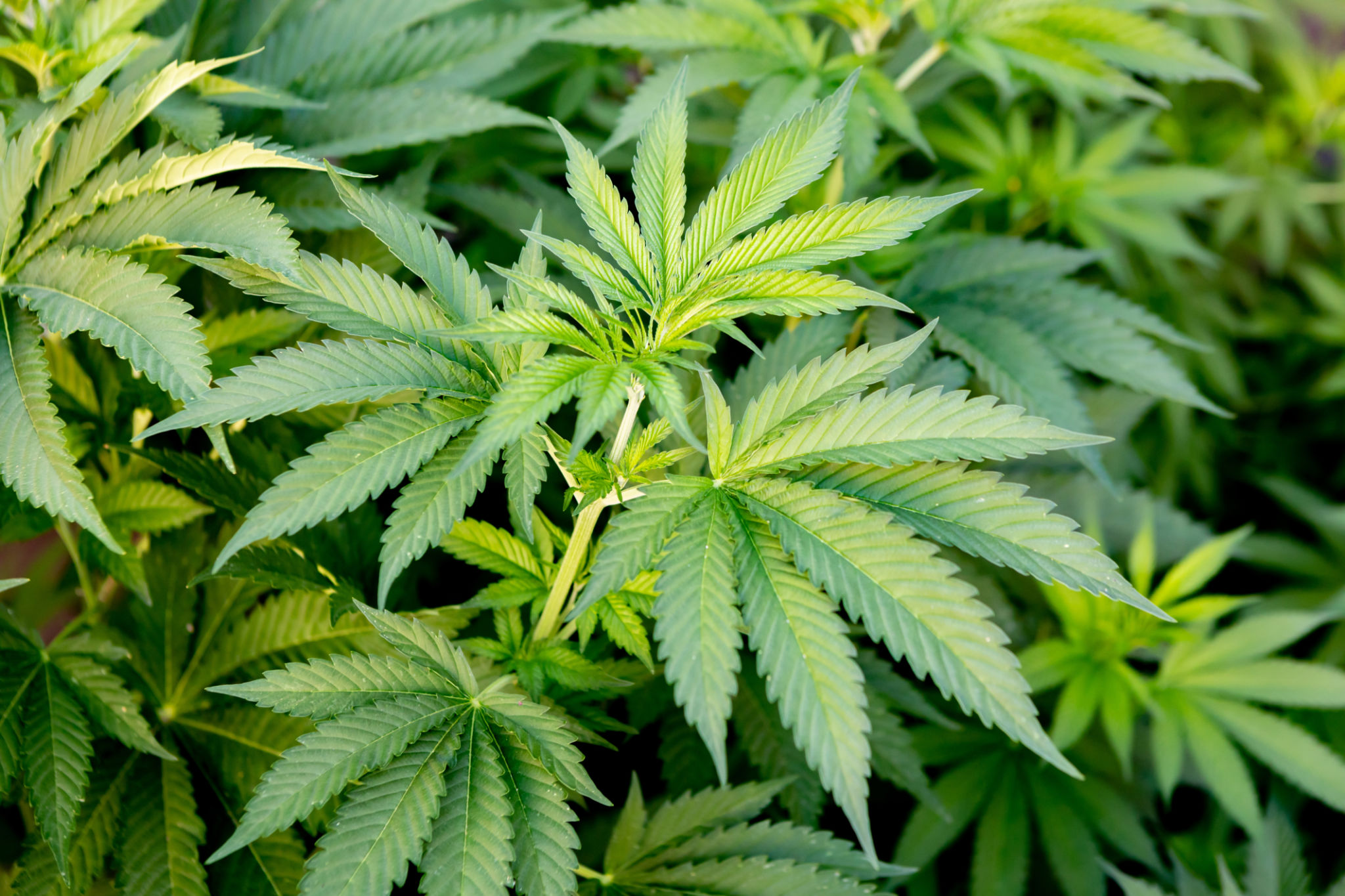 Medical Cannabis crop almost ready for harvesting Medical Cannabis crop almost ready for harvesting