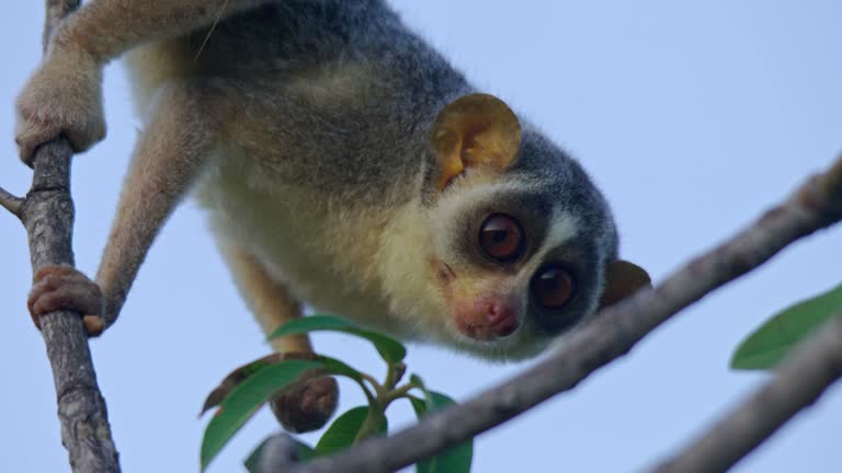 833 Slow Loris Videos and HD Footage - Getty Images 833 Slow Loris Videos and HD Footage - Getty Images