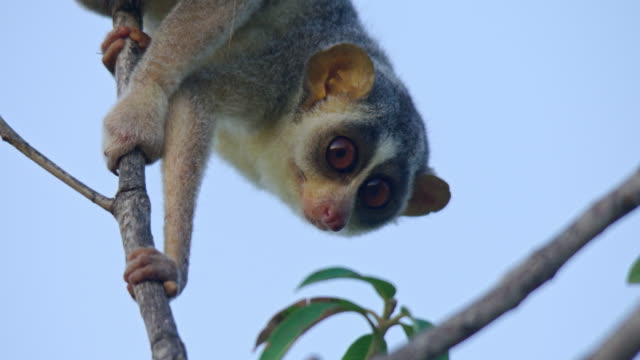 833 Slow Loris Videos and HD Footage - Getty Images