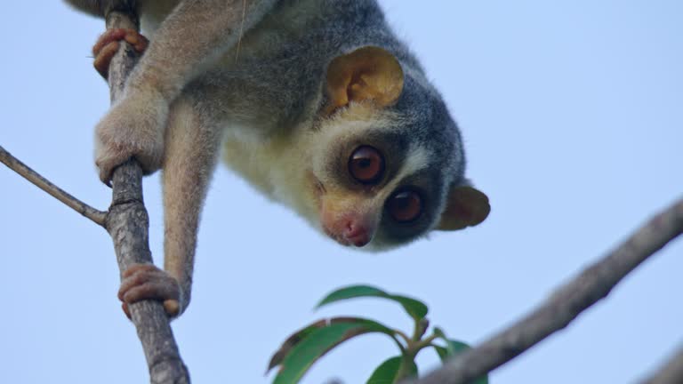 833 Slow Loris Videos and HD Footage - Getty Images 833 Slow Loris Videos and HD Footage - Getty Images