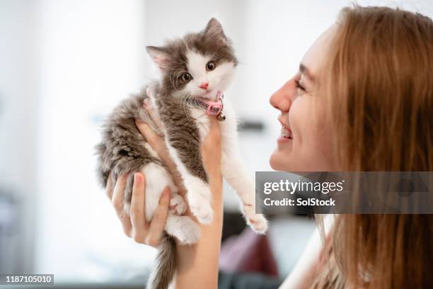 the best of friends - holding cat imagens e fotografias de stock