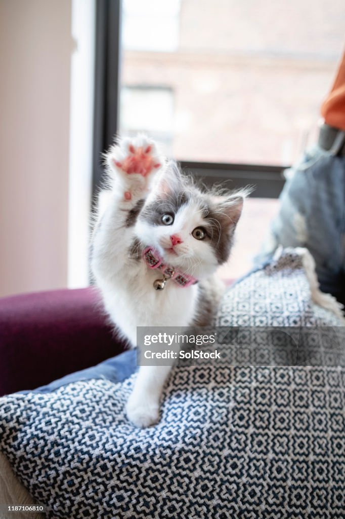 I'm Pawfect