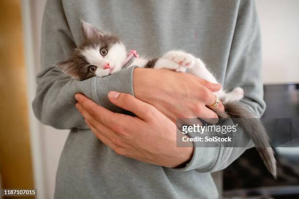 kitten cuddles - kitten stock pictures, royalty-free photos & images