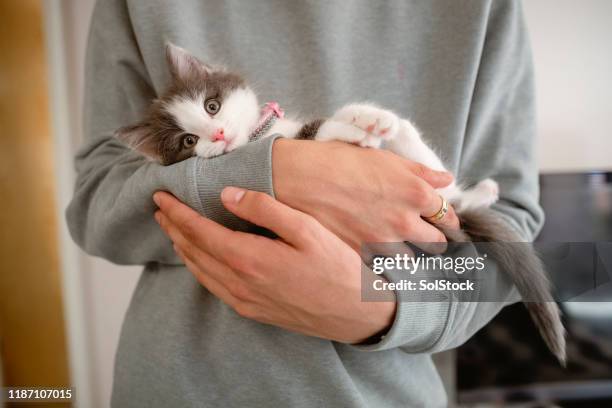 kattunge cuddles - kattunge bildbanksfoton och bilder