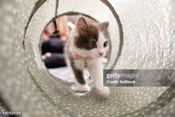 kitten exploring her surroundings - cat toy stock pictures, royalty-free photos & images