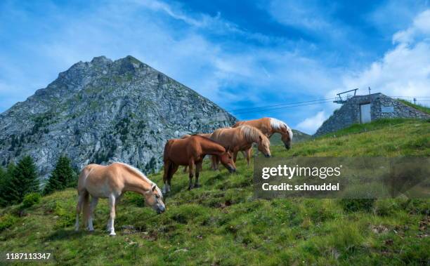 haflinger in south-tirol - haflinger horse stock pictures, royalty-free photos & images