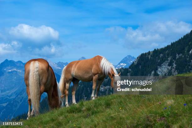 haflinger in south-tirol - haflinger horse stock pictures, royalty-free photos & images