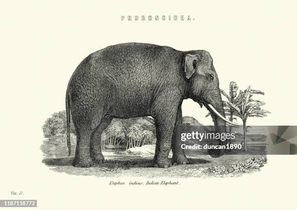 ilustraciones, imágenes clip art, dibujos animados e iconos de stock de vida silvestre, elefante indio (elephas maximus indicus) - elefante