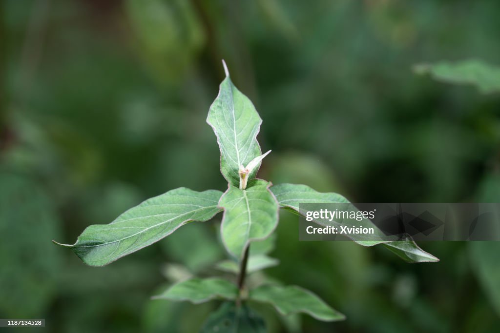 Chinese medicine achyranthes aspera grow in summer