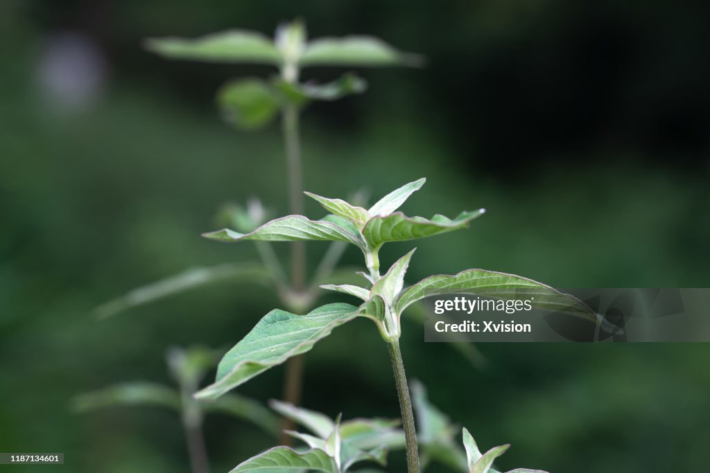 Chinese medicine achyranthes aspera grow in summer