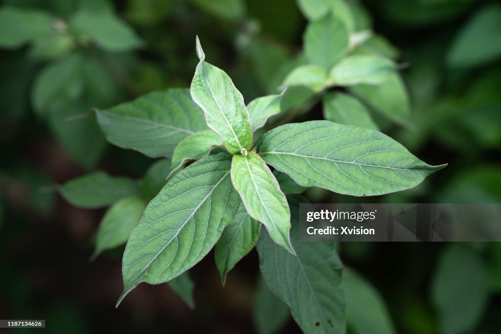 Chinese medicine achyranthes aspera grow in summer