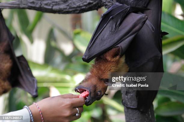 woman feeding fruit bat hanging from tree - sweetie pie stock pictures, royalty-free photos & images