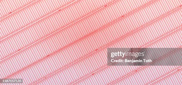 skeletal muscle tissue - skeletal muscle stock illustrations