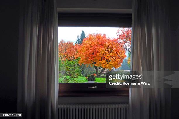 window with a view, orange persimmon tree - autumn living room stock pictures, royalty-free photos & images