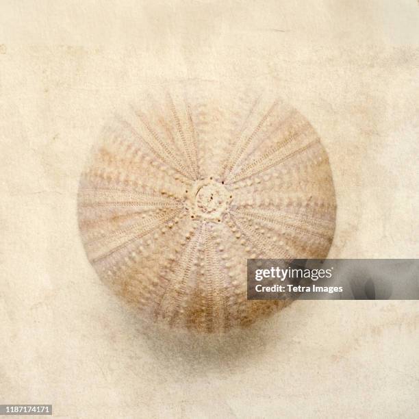 sea urchin shell - oursin de mer photos et images de collection