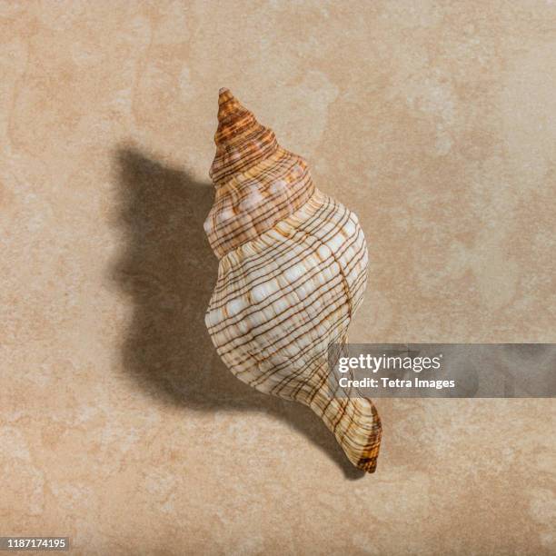Conch Shell From Front 1 226 White Conch Shell Stock Photos, High-Res Pictures, and Images ...