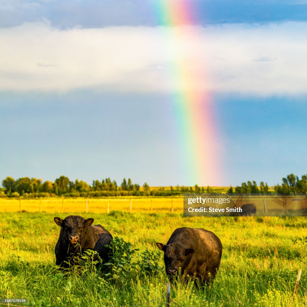 Bulls in field with rainbow in Picabo, Idaho, USA