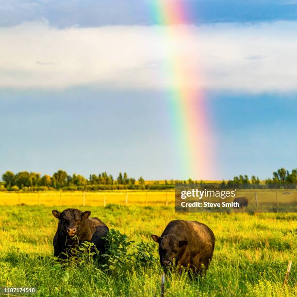 bulls in field with rainbow in picabo, idaho, usa - small group of animals stock pictures, royalty-free photos & images