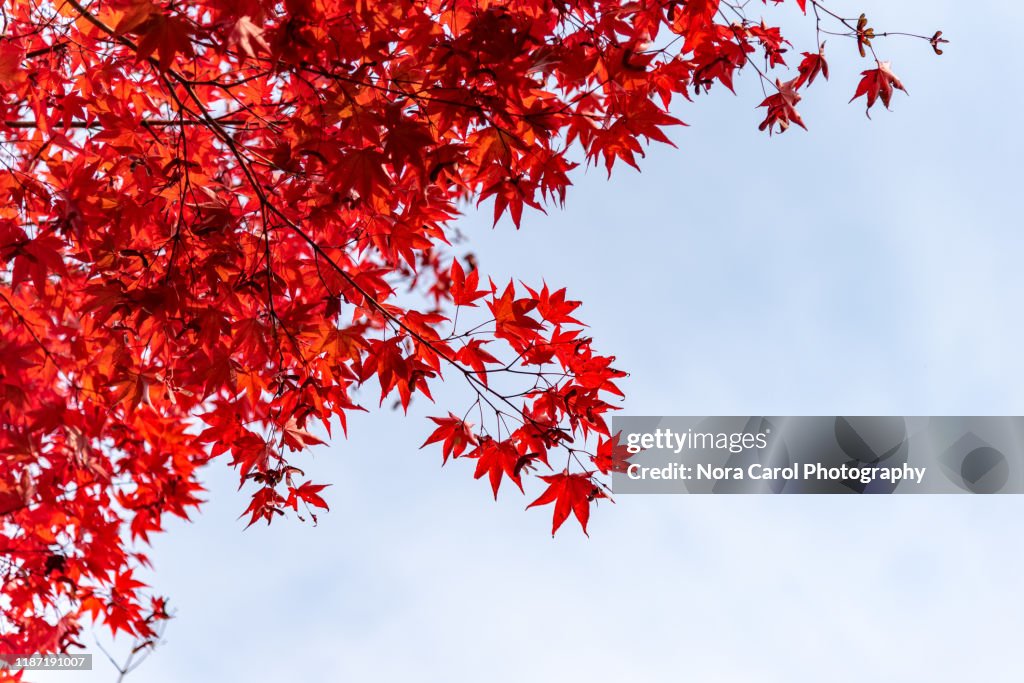 Maple Leaves in Autumn