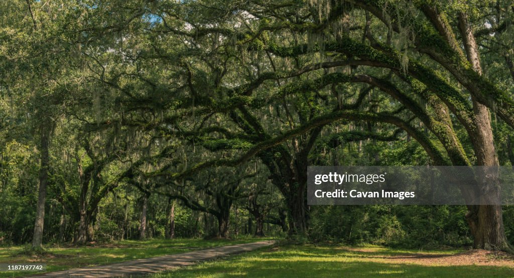 Neiuport Plantation