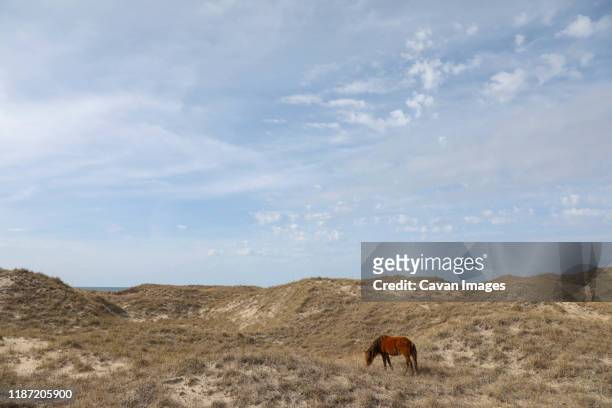 wild horses along the outer banks of north carolina. - cape lookout national seashore stock pictures, royalty-free photos & images