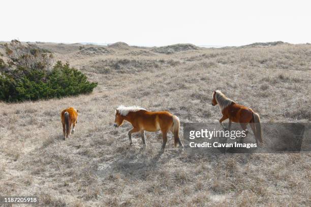 wild horses along the outer banks of north carolina. - cape lookout national seashore stock pictures, royalty-free photos & images
