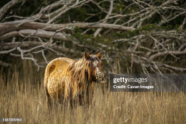 wild horses along the outer banks of north carolina. - cape lookout national seashore stock pictures, royalty-free photos & images