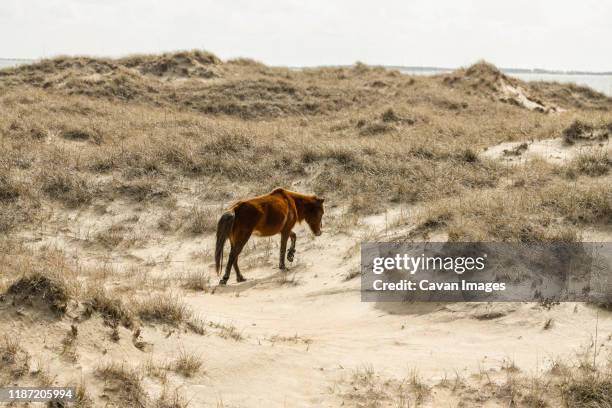 wild horses along the outer banks of north carolina. - cape lookout national seashore stock pictures, royalty-free photos & images