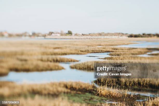 scenic view of coastal inlet salt marsh - フェン ストックフォトと画像